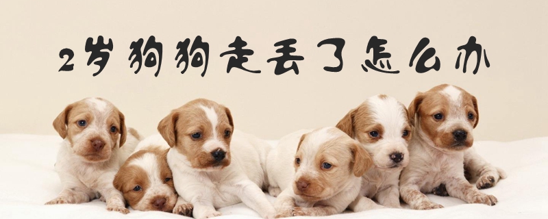 2岁狗狗走丢了如何解决