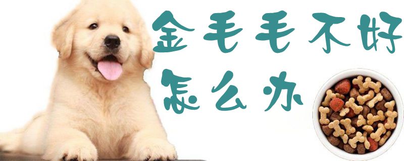 金毛毛不好如何解决