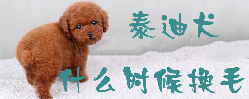 泰迪犬什么时间换毛