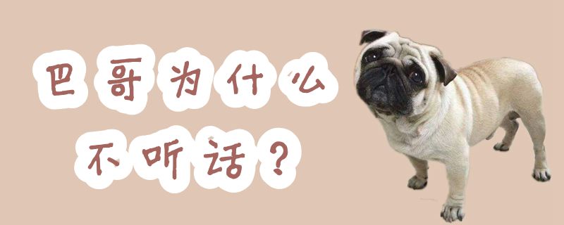 巴哥为何叛逆