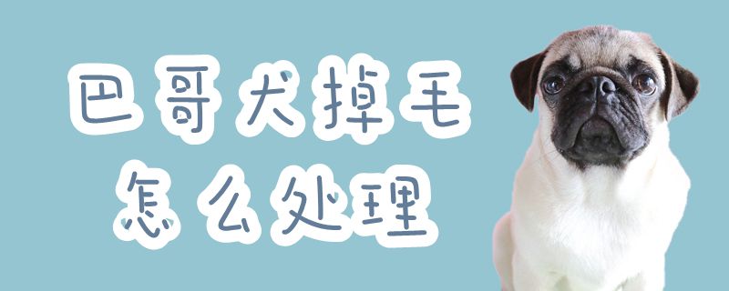 巴哥犬掉毛如何处置
