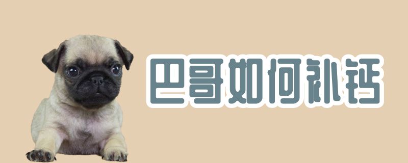 巴哥怎么样补钙