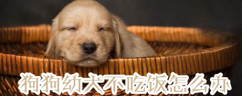 狗狗幼犬不吃饭如何解决