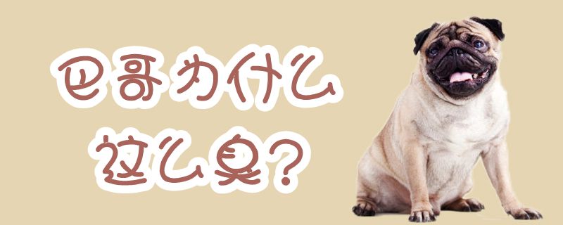 巴哥为何这么臭