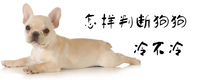 如何判断狗狗冷不冷