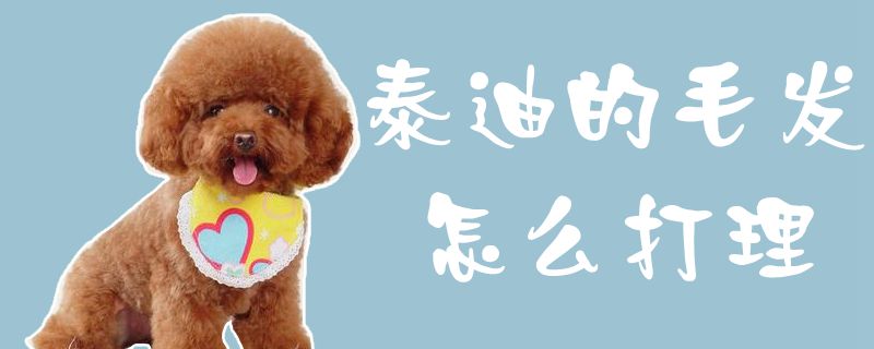 泰迪的毛发如何收拾