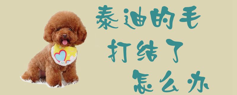 泰迪的毛打结了如何解决