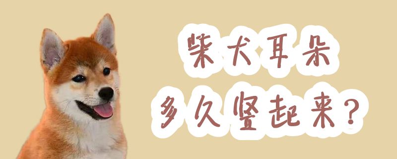 柴犬耳朵多久竖起来-第1张图片 柴犬耳朵多久竖起来-第1张图片