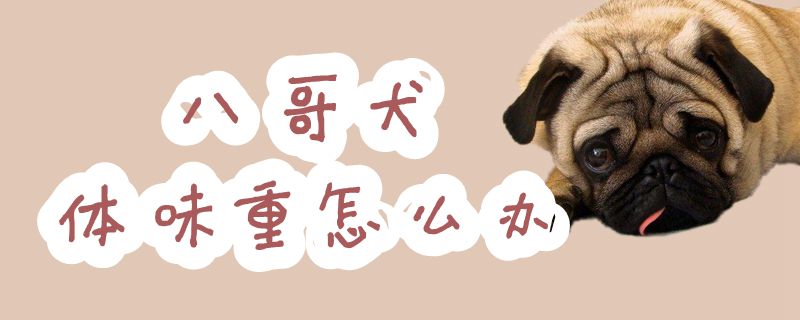 八哥犬体味重如何解决