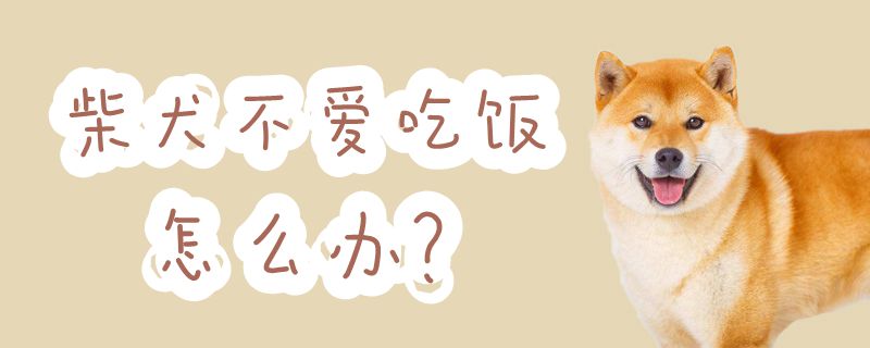 柴犬不爱吃饭怎么办-第1张图片 柴犬不爱吃饭怎么办-第1张图片
