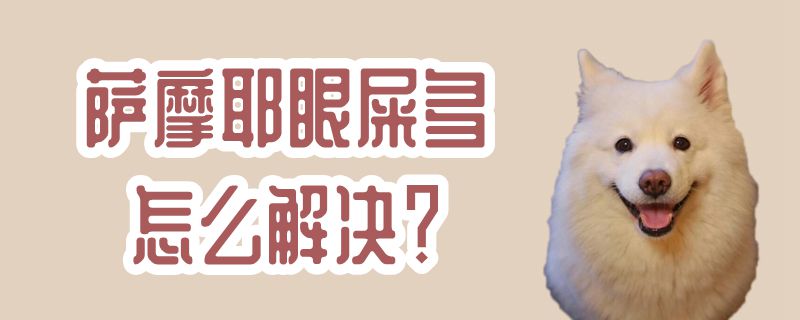 萨摩耶眼屎多如何解决