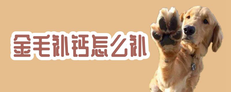 金毛补钙如何补