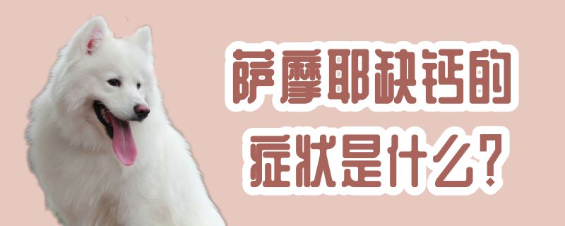 萨摩耶缺钙的症状是什么