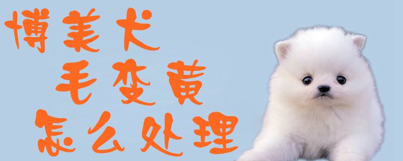 博美犬毛变黄如何处置