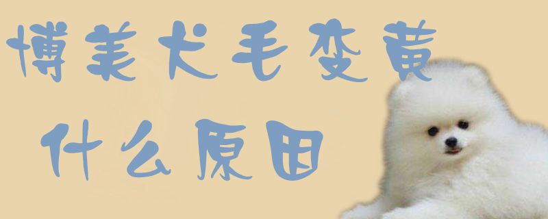博美犬毛变黄哪些原因