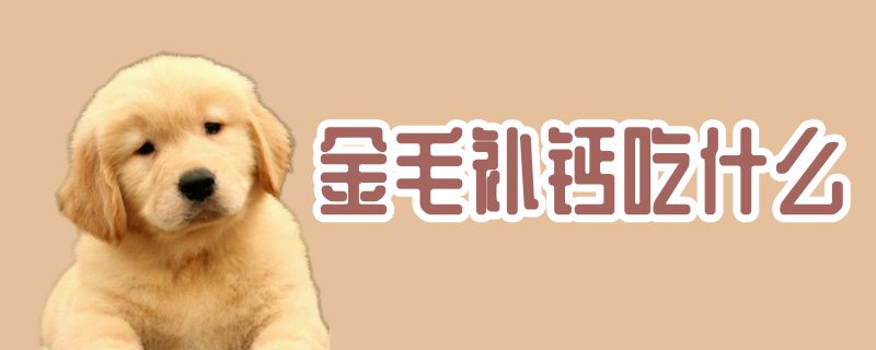 金毛补钙吃那些