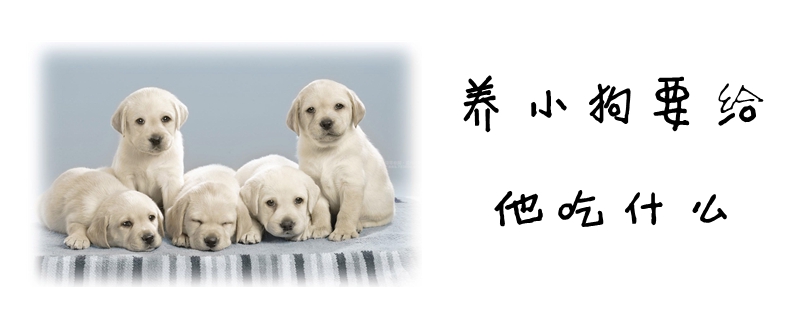 养小狗要给他吃那些