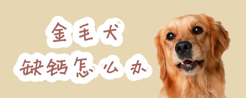 金毛犬缺钙如何解决