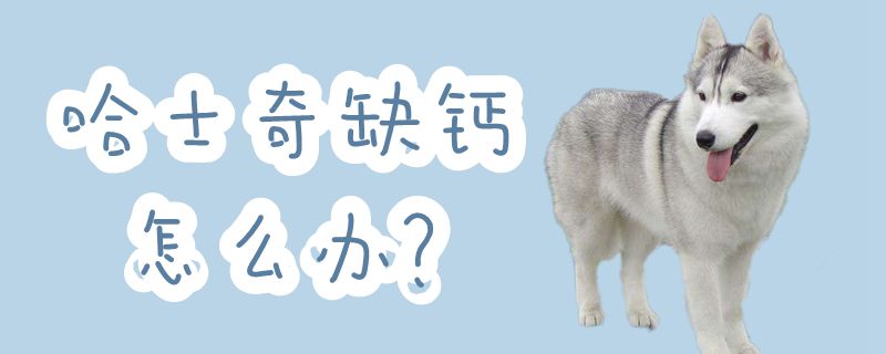 哈士奇缺钙如何解决