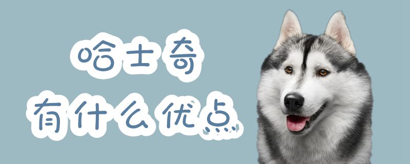 哈士奇有哪些优点