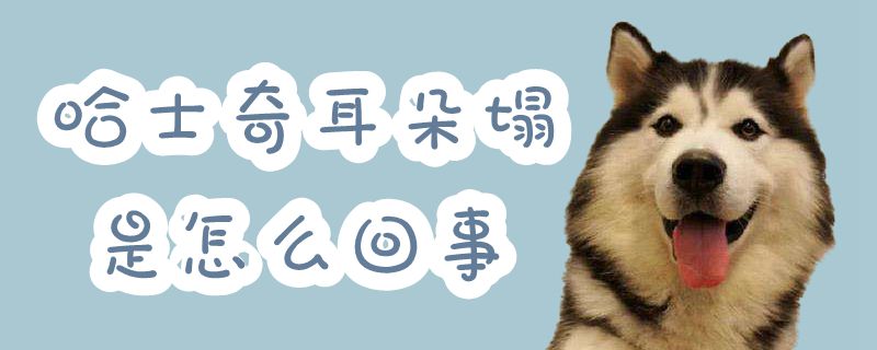 哈士奇耳朵塌是什么问题