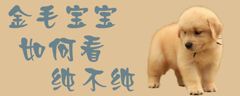 金毛孩子怎么样看纯不纯