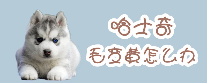 哈士奇毛变黄如何解决
