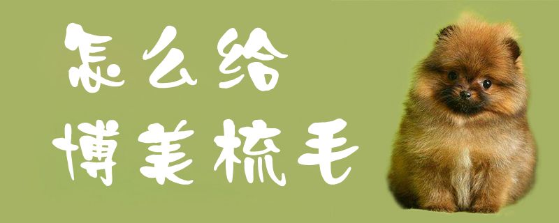 如何给博美梳毛