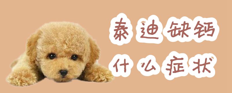泰迪缺钙哪些症状