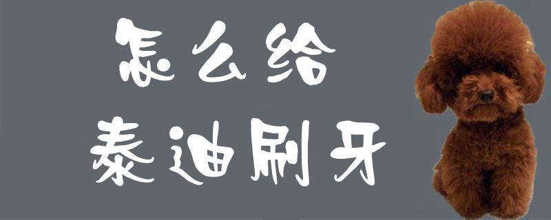 如何给泰迪刷牙
