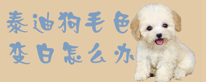泰迪狗毛色变白如何解决