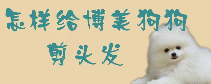 如何给博美狗狗理发