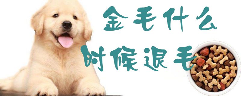 金毛什么时间退毛