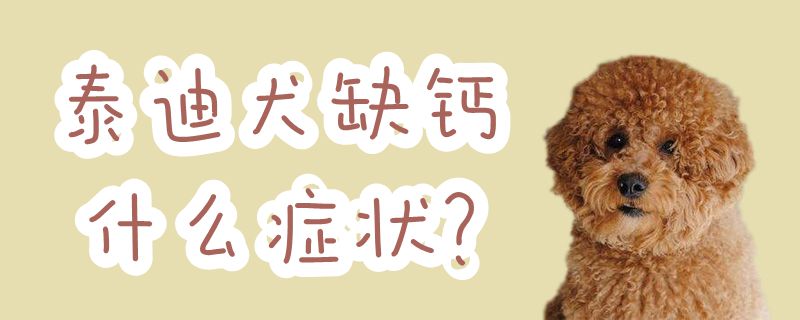 泰迪犬缺钙哪些症状