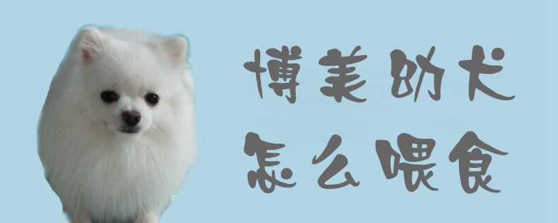 博美幼犬如何喂食