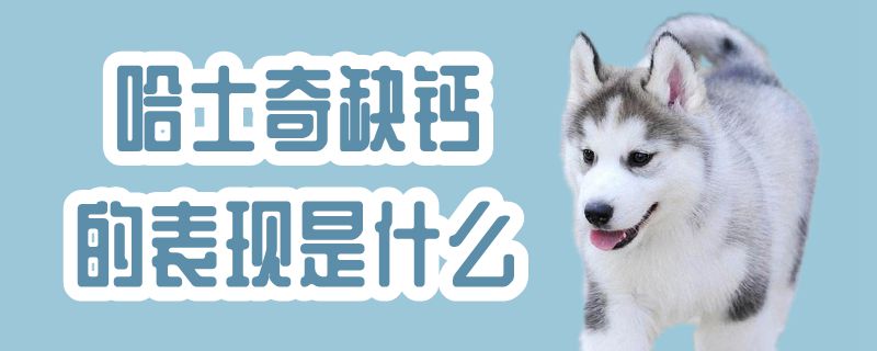 哈士奇缺钙的表现是什么
