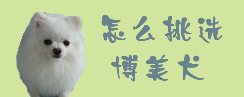 如何挑选博美犬