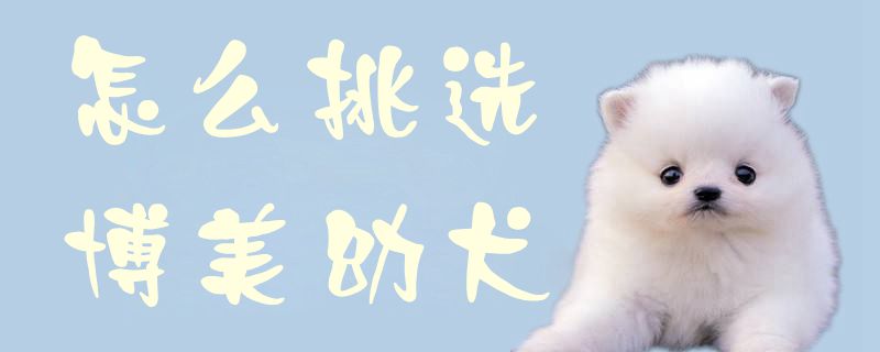如何挑选博美幼犬