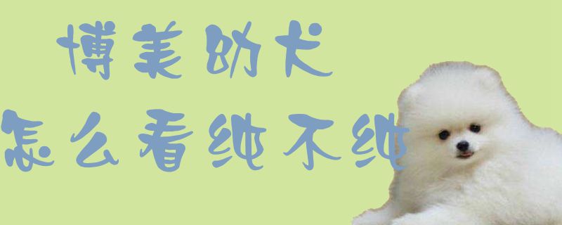 博美幼犬如何看纯不纯