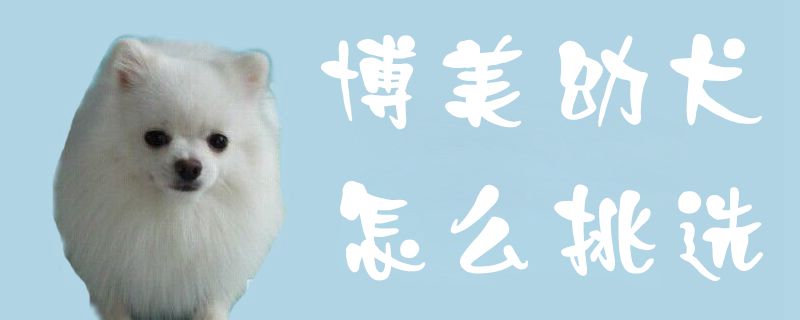 博美幼犬如何挑选