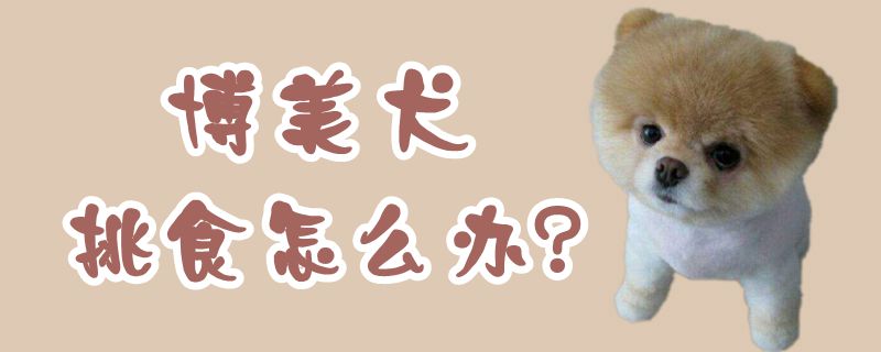 博美犬挑食如何解决