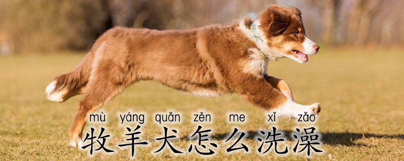 牧羊犬如何洗澡