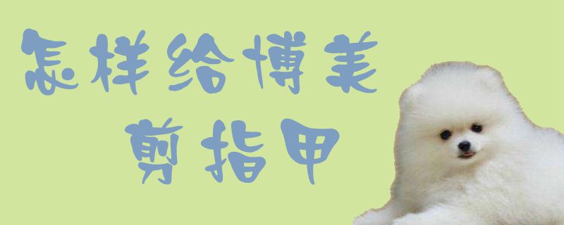 如何给博美剪指甲