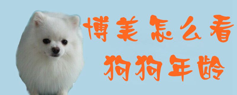 博美如何看狗狗年龄
