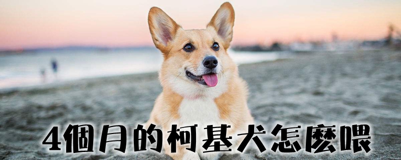 4个月的柯基犬如何喂