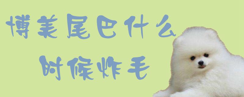 博美尾巴什么时间炸毛