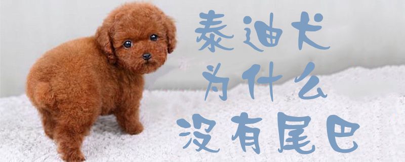 泰迪犬为何没尾巴