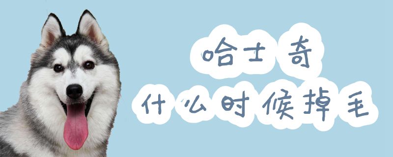 哈士奇什么时间掉毛