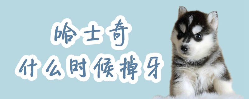 哈士奇什么时间牙齿脱落
