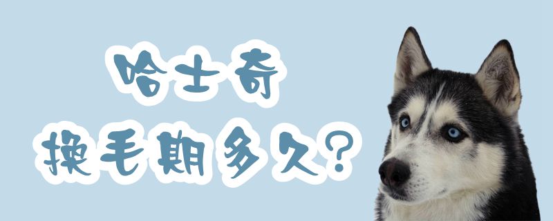 哈士奇换毛期多久-第1张图片 哈士奇换毛期多久-第1张图片